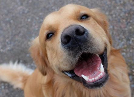 Dog Dental Care at Keysborough Veterinary Practice