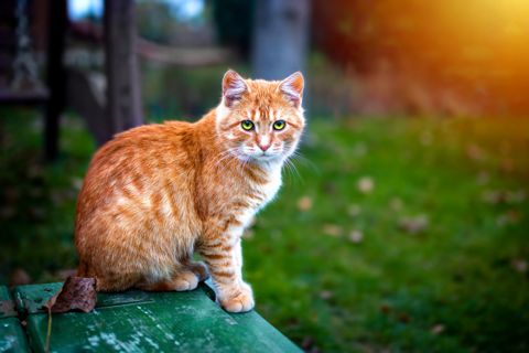 Cat Diarrhea: Causes, Symptoms & How to Treat It Safely