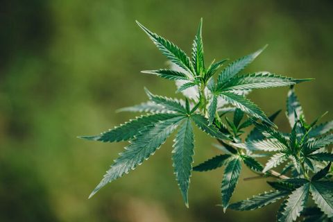 How Legal Cannabis Is Supporting Health-Focused Lifestyles in California