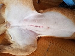 What Does It Mean to Define Neutered and Spayed for Dogs and Cats?