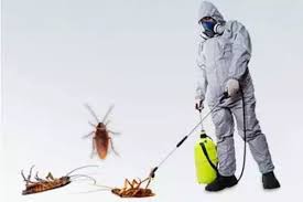 Pest Control in Dubai: Clean Kitchen Protection Tips