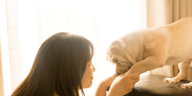 Why Indonesia’s Pet Care Ecosystem Is Evolving Fast