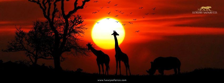 What to Know Before Booking a Luxury Safari in Africa