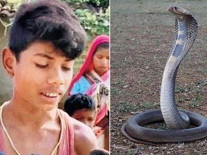 Eight-year-old child was bitten by a cobra