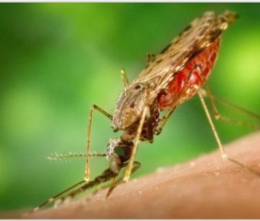 South Africa: Climate Change Affects Mosquito behavior