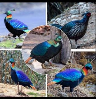 Uttarakhand state bird monal