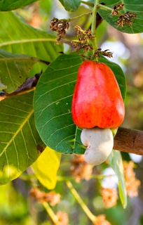 Amazing Benefits of Cashew Leaves: The Best Remedy For Ulcer