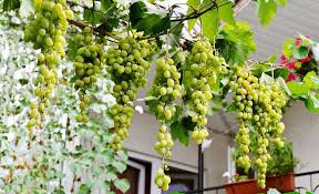 Grow perfect grapes - The Complete System