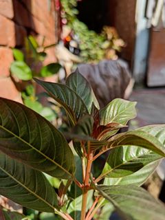 Beauty of nature or plants