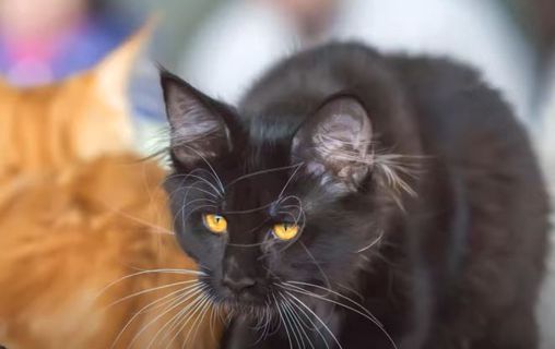 What’s So Special About Black Maine Coon Cats?