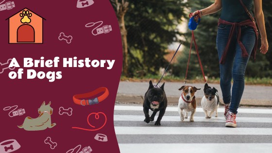 A Brief History of Dogs: How Our Canine Companions Evolved Through The Ages