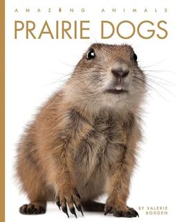READ EBOOK EPUB KINDLE PDF Prairie Dogs (Amazing Animals) by  Valerie Bodden 📮