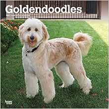 [GET] KINDLE PDF EBOOK EPUB Goldendoodles 2021 12 x 12 Inch Monthly Square Wall Calendar, Animals Mi