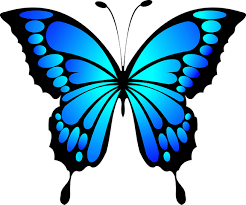 Butterflies (Rhopalocera) are insects that have large, often brightly coloured wings, and a conspicu