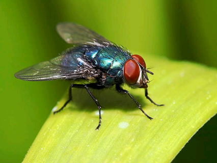 How To Get Rid of Houseflies In Your Homes