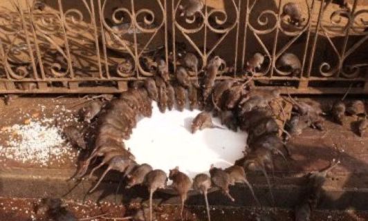 Karni Mata Temple Of Rats: The Mysterious Temple Where Rats Are Worshiped Daily For Good Fortune