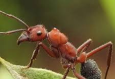 Poisonous Ants