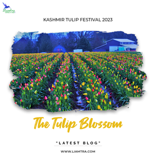 Know All About Kashmir Tulip Festival 2023