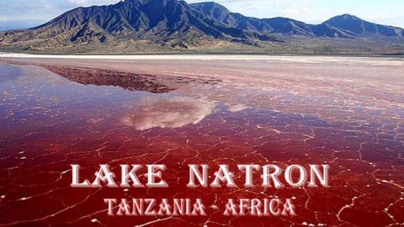 "Nightmare on Lake Natron: The Haunting Beauty of the Scariest Lake on Earth"