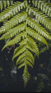 Articles about ornamental plants