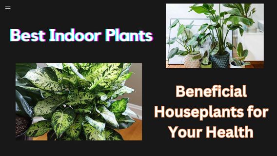 Best Indoor Plants: Beneficial Houseplants for Your Health