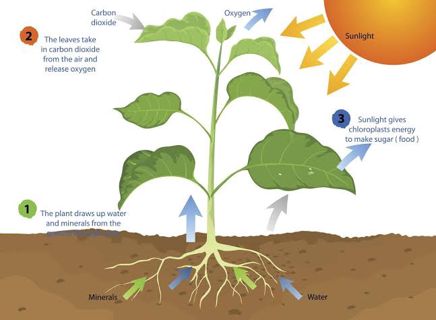 The Breath of Life: How Plants Help Sustain Our Oxygen Supply