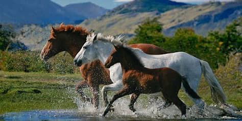 Amazing Facts about Horses 🐎