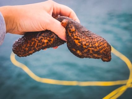 What are sea cucumbers?