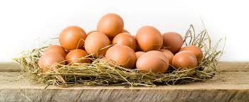 Namakkal Egg Suppliers|Sri Selvalakshmi Feeds & Farms