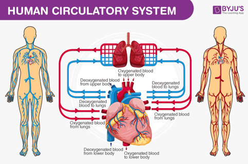 The human body is a marvel of biology and physics, and its design is based on solid scientific princ