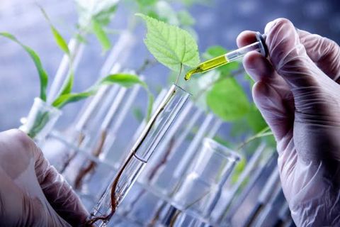 Cultivating Food Security: The Role of Biotechnology in Nourishing the World