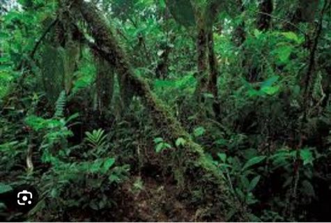 Whisper of the Amazon:A Guyanese Adventure