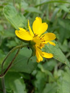 Fading flower