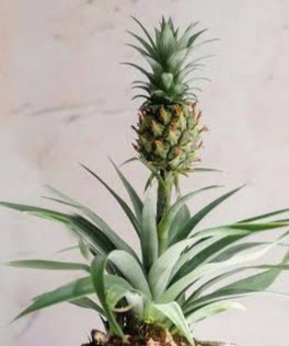 Legend of Pineapple
