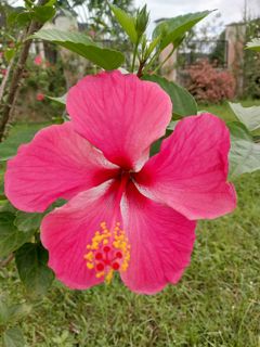 Pink flower