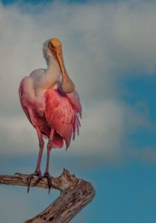 Download !PDF Roseate Spoonbill: Journal Notebook for Nature Lovers, Birdwatchers, and Outdoor