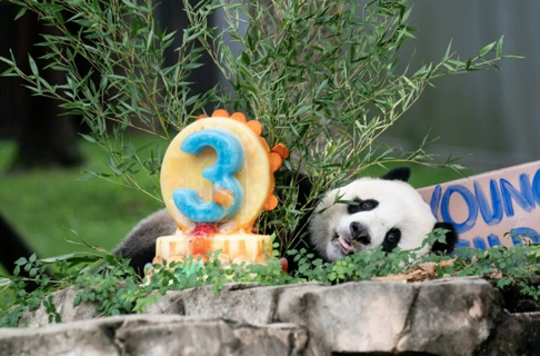 US-born panda who was repatriated to China appears in public