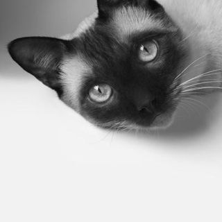 Aggression in cat’s