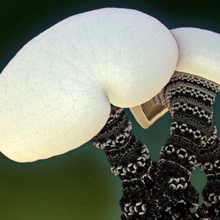 How To Grow Psilocybin Mushrooms