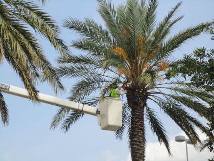 Expert Palm Tree Trimming Las Vegas: Duranchi Tree Service