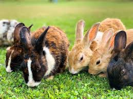 Five Ways To Care For An Older Rabbits