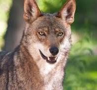 Rediscovering the Red Wolf