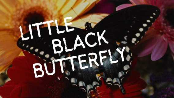 LITTLE BLACK BUTTERFLY