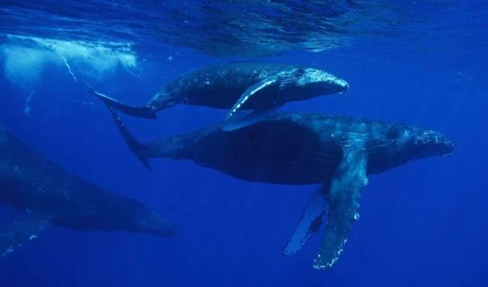 Hawaii Whale Tours Lets You Sail With Giants