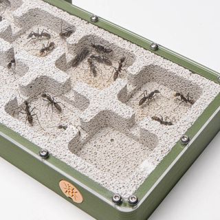 World of Ants with an Ant Farm Kit: A Comprehensive Guide