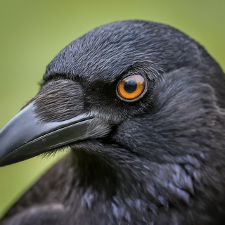 The Secret Language of Crows: Revealing the Intelligence of These Feathered Masterminds