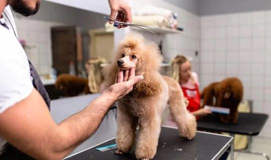 The Ultimate Guide To Grooming Your Dog