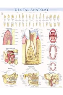 PDF Free Dental Anatomy Poster (22 x 28 inches) - Laminated: a QuickStudy Reference by Vincent Perez