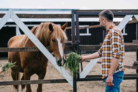 The Science and Benefits of Horse Swimming