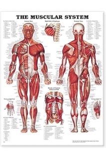 FREE PDF The Muscular System Anatomical Chart by Anatomical Chart